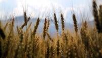 obilí pšenice wheat-1149885 960 720